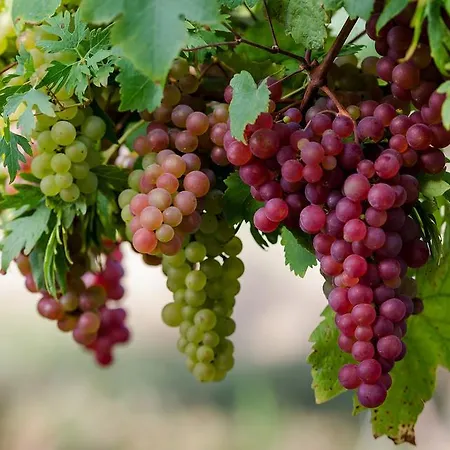Villa Fruit Tree *