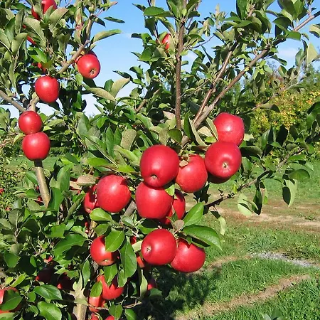 Fruit Tree Lapithos (Northern Cyprus)