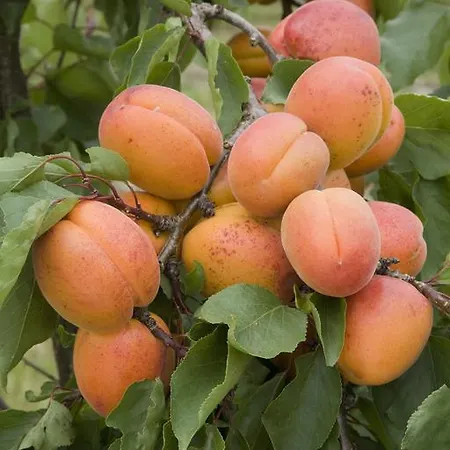 Fruit Tree *