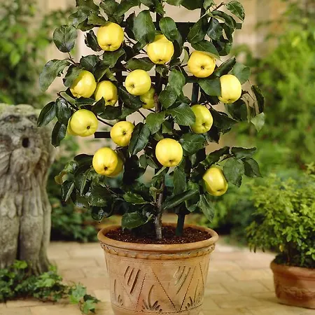 Willa Fruit Tree *